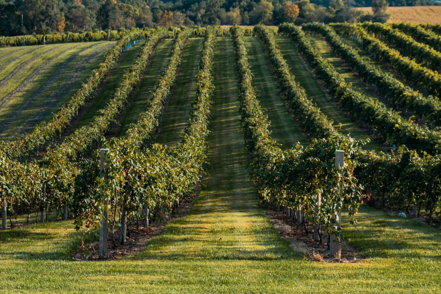 Rows of grapevines at a vineyard with rolling hills and clear blue sky in the background