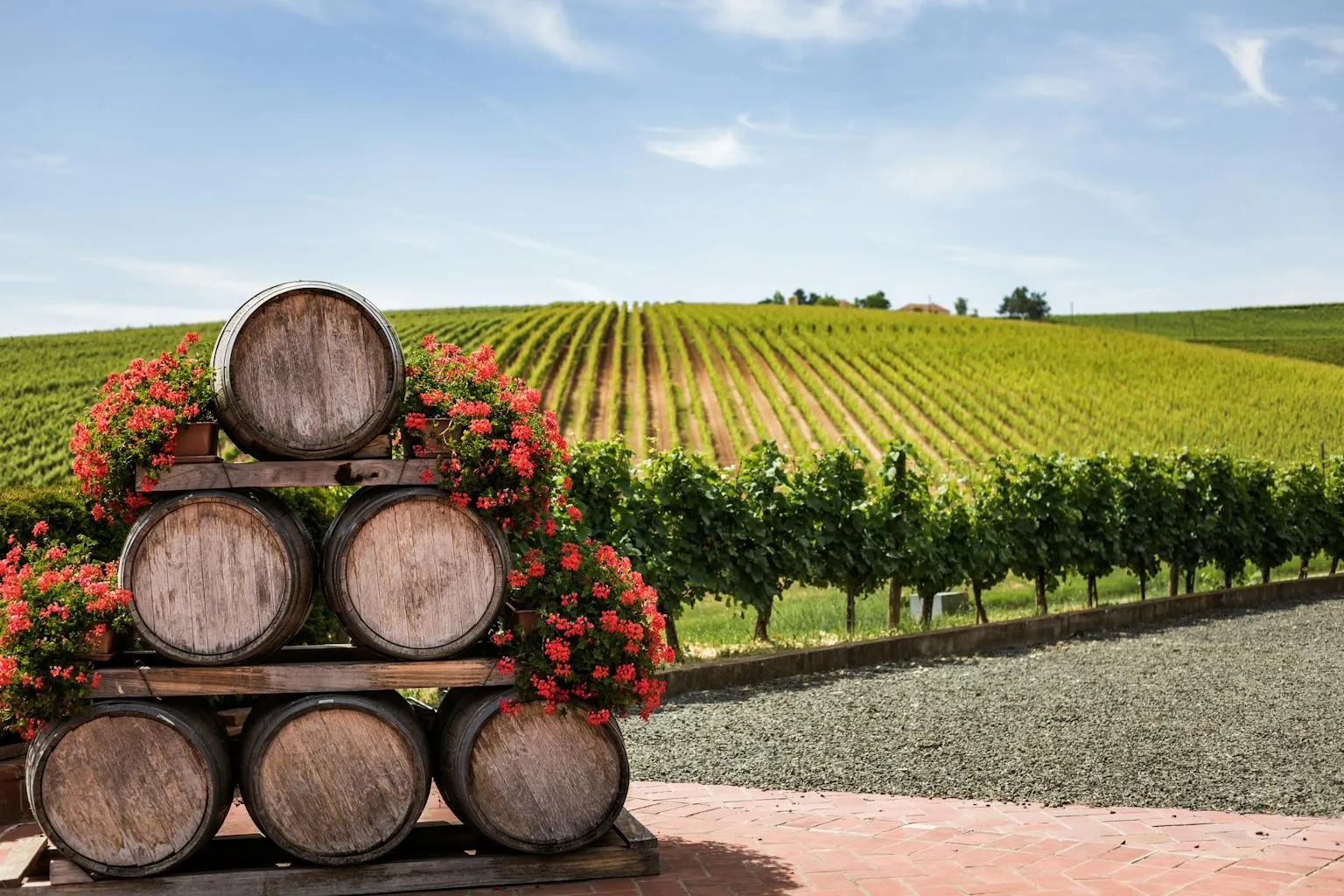 Stacked wine barrels with vineyard rows stretching into the distance