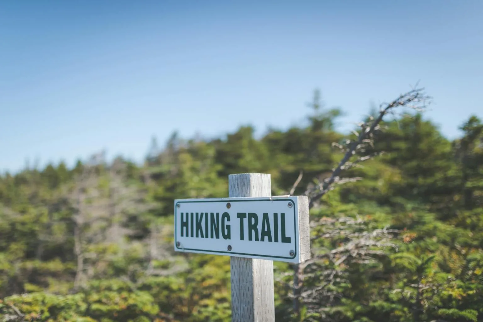 Clearly marked hiking trail through lush green forest