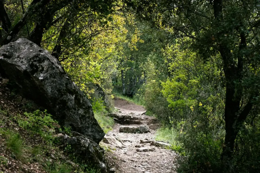 Rocky hiking trail through dense forest with green trees