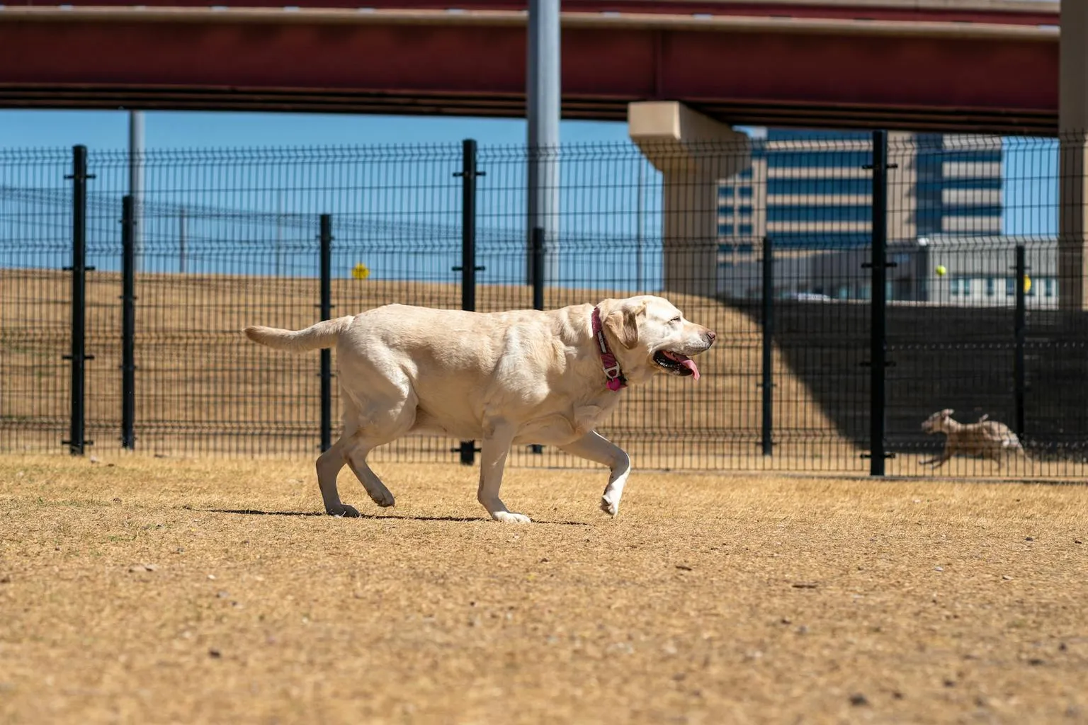 Labrador Retriever running freely in a sunny off-leash dog park with green grass