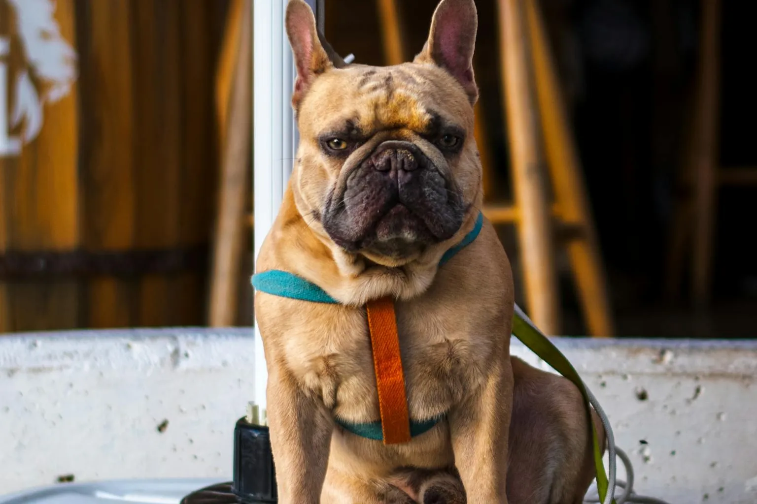 French Bulldog sitting at an outdoor cafe patio enjoying the ambiance