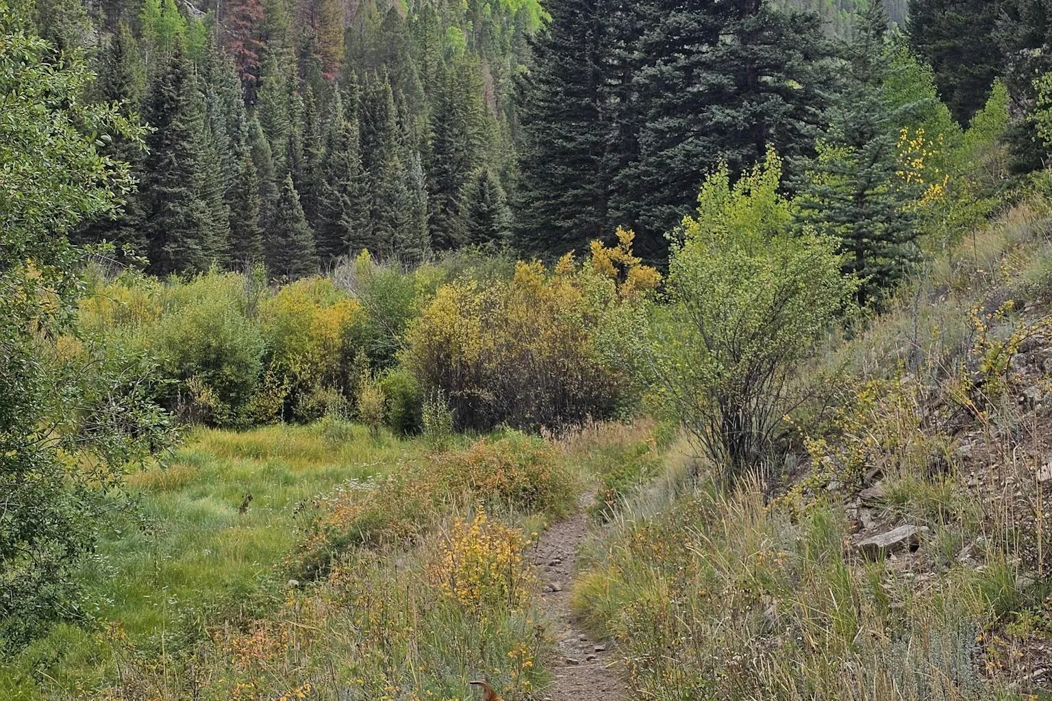 Dog in harness hiking along a forested trail with lush greenery and pine trees