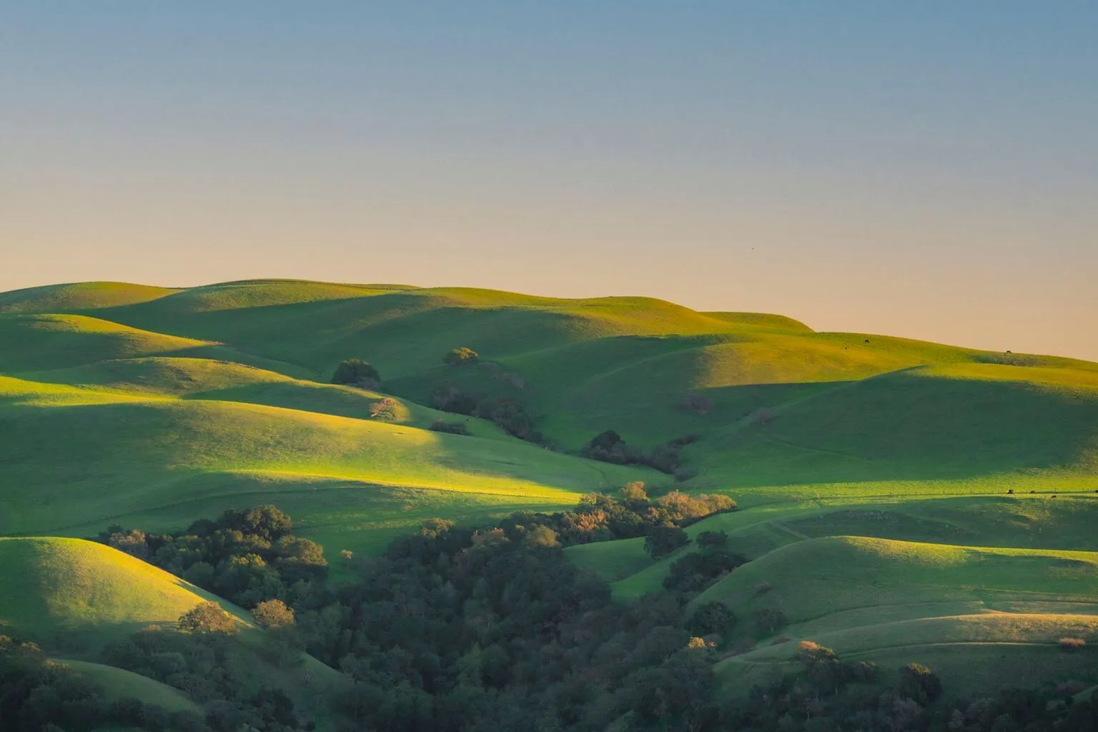 Rolling green hills with sunlight and scattered trees in the Texas Hill Country